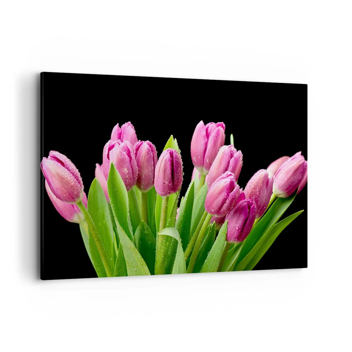 Quadro su tela - Stampe su Tela - Tulipani rosa con gocce di rugiada su sfondo nero - 120x80cm - Gioia lilla della primavera - Decorazione murale moderna per soggiorno e camera da letto ARTTOR