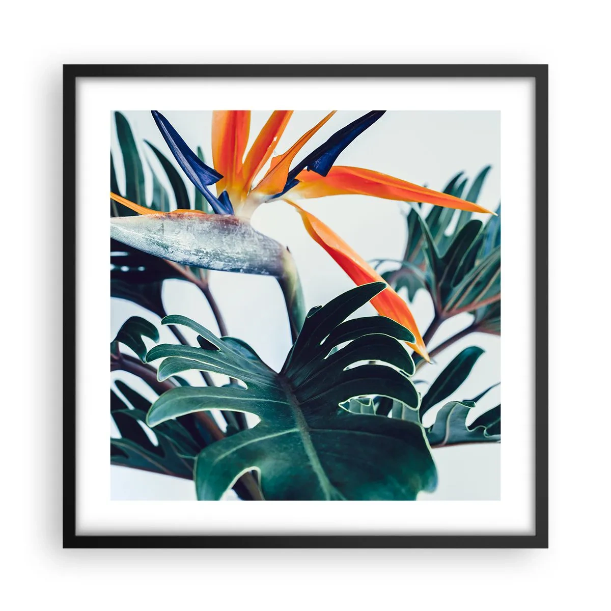 Poster in cornice nera - Pianta uccello - 50x50 cm