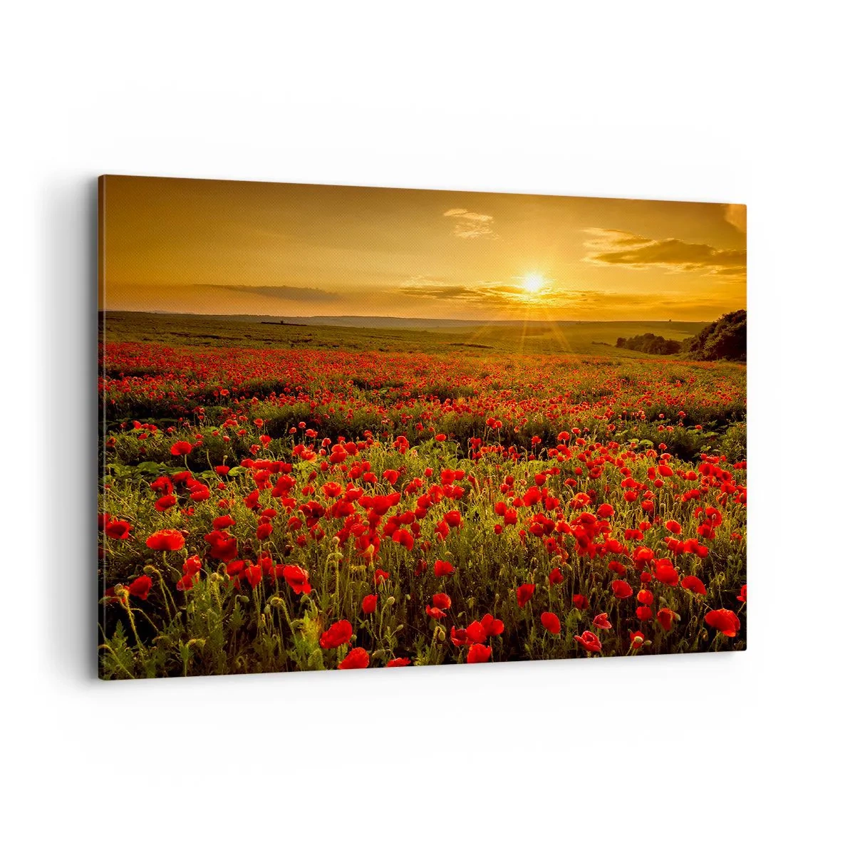 Quadro su tela - Stampe su Tela - Un campo di papaveri rossi al chiarore del sole al tramonto - 100x70cm - Tra il fruscio delle erbe, in un'esplosione di fiori - Decorazione murale moderna per soggiorno e camera da letto ARTTOR