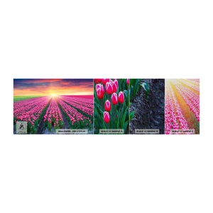 Campione di Fotomurale Premium Sand - La fattoria della bellezza - Fiori, Tulipani, Tramonto - 100x30 cm