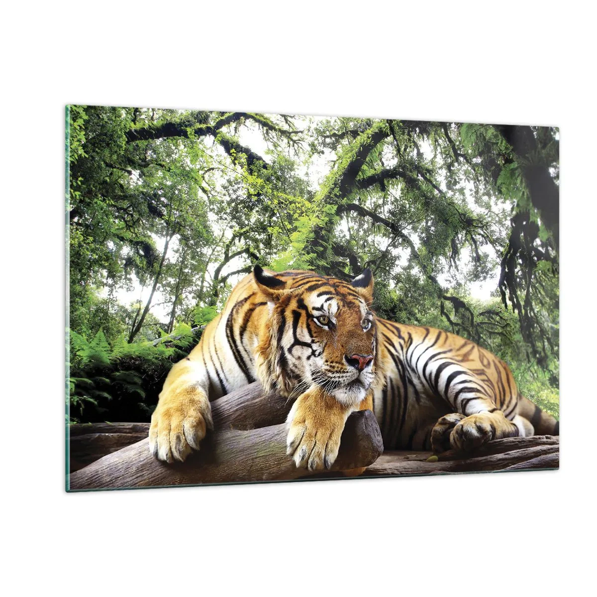 Quadro su vetro - Una tigre che riposa in una verde foresta tropicale - 120x80cm - Con espressioni di stima - Decorazione murale moderna per soggiorno e camera da letto ARTTOR