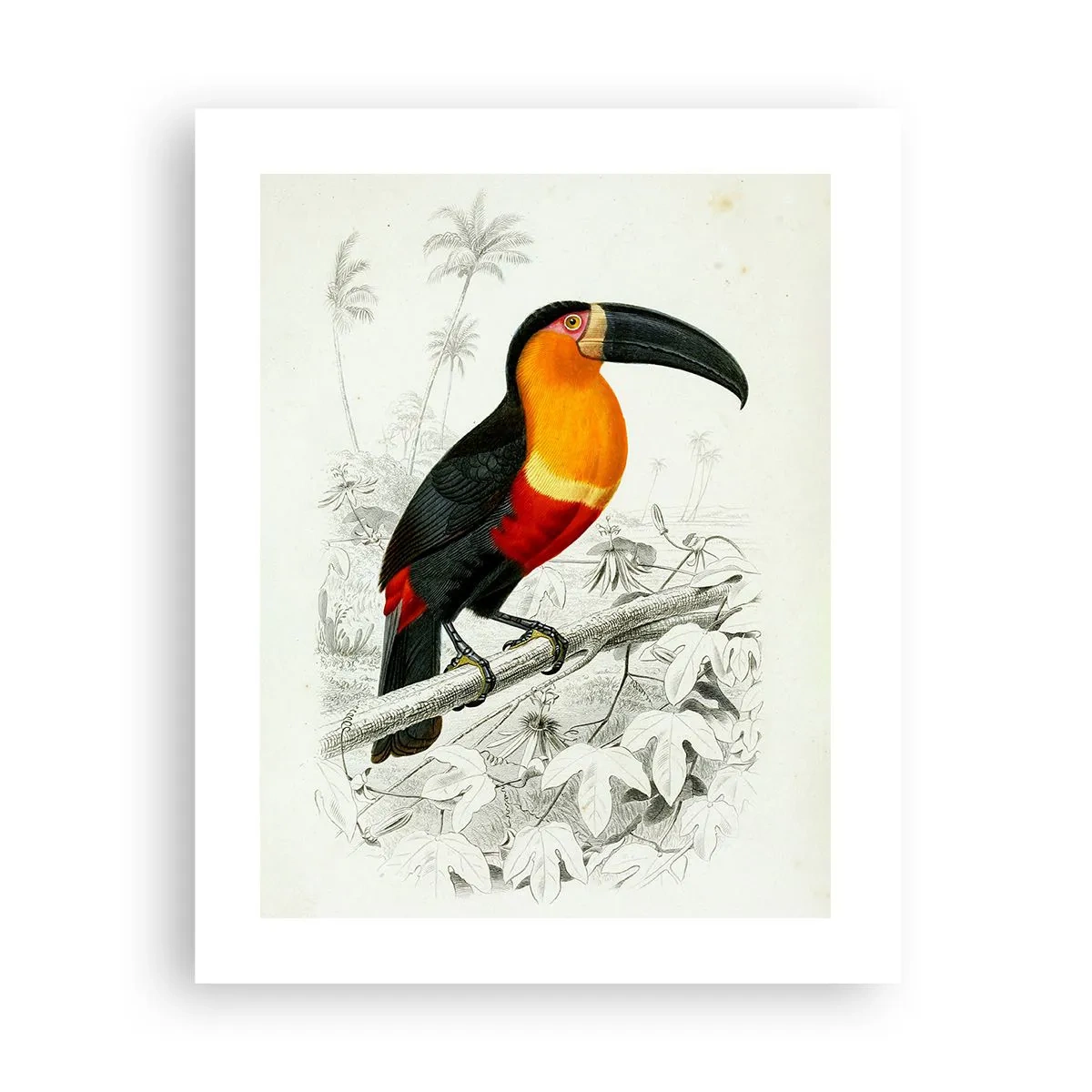 Poster - Colori di uccelli - 40x50 cm