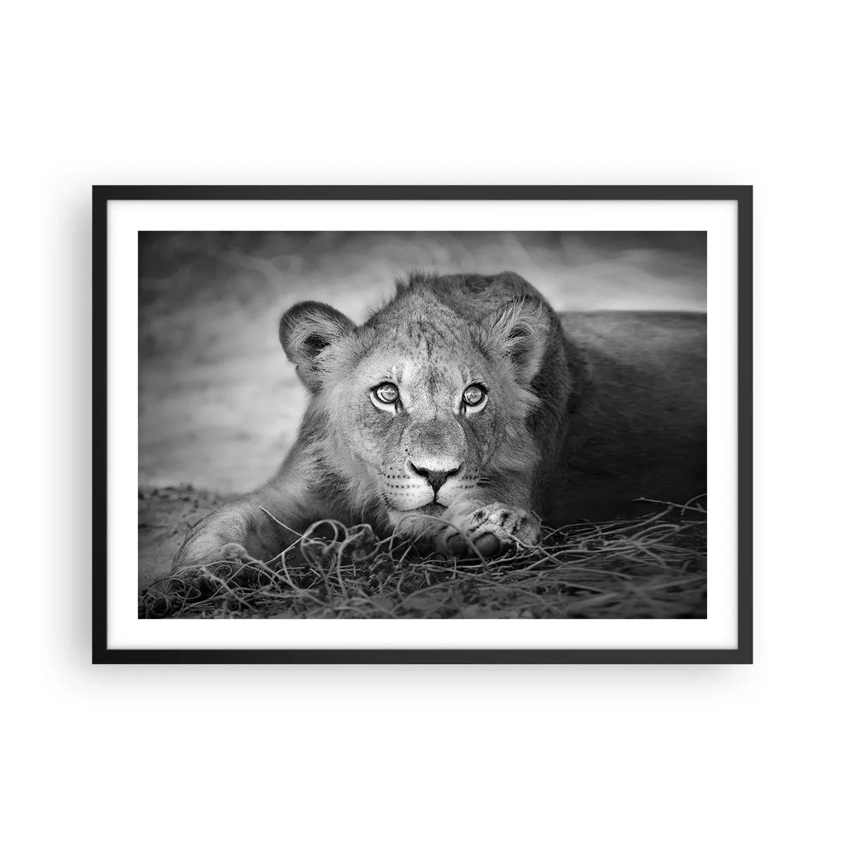 Poster in cornice nera - Ritratto monocromatico di un giovane leone sdraiato - 70x50cm - Cucciolo reale - Decorazione murale moderna per soggiorno e camera da letto ARTTOR