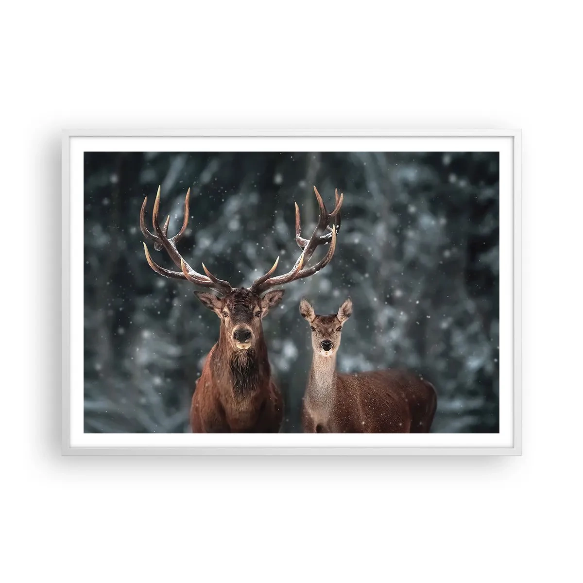 Poster in cornice bianca - Il re della foresta con la consorte - 100x70 cm