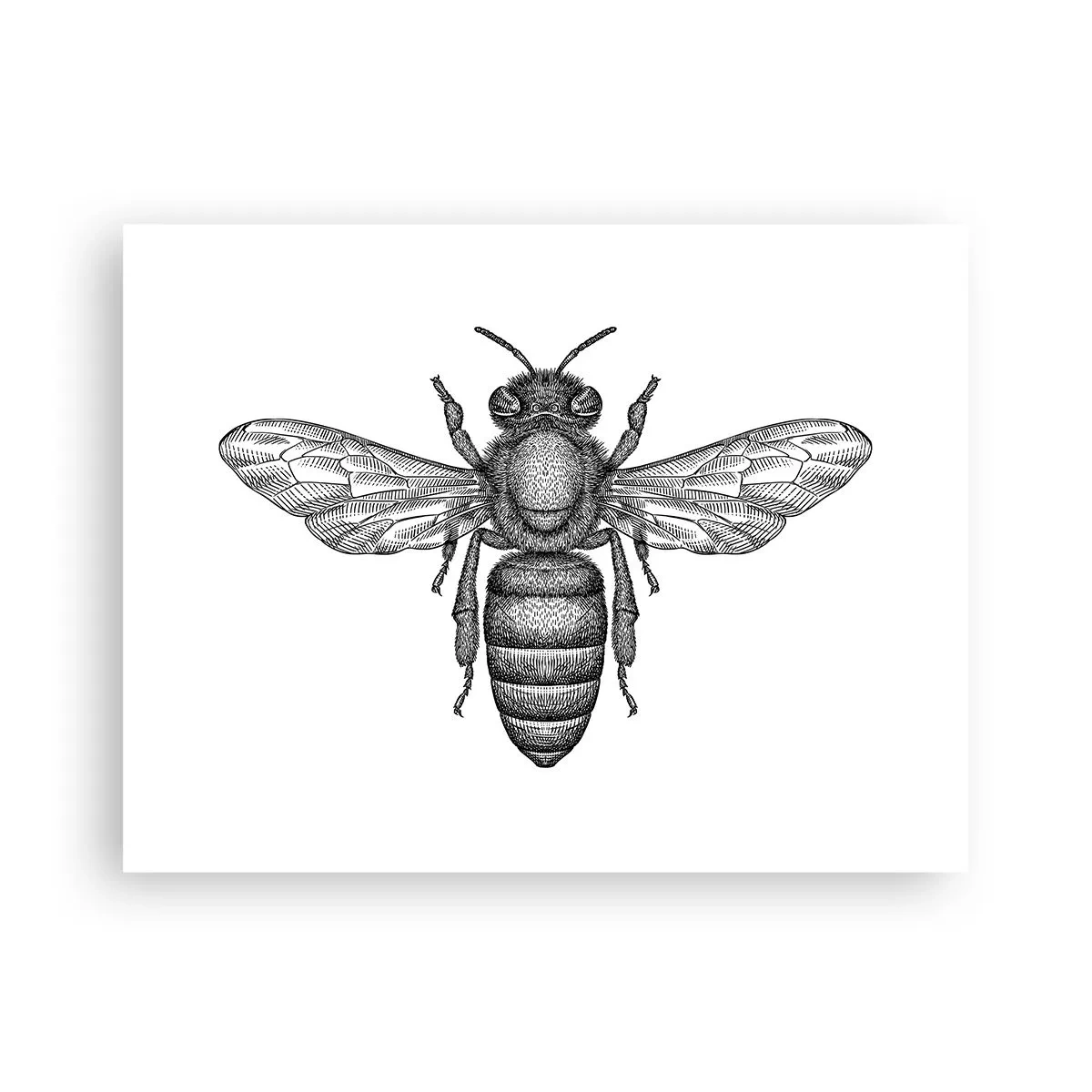 Poster - Ritratto d'insetto - 40x30 cm