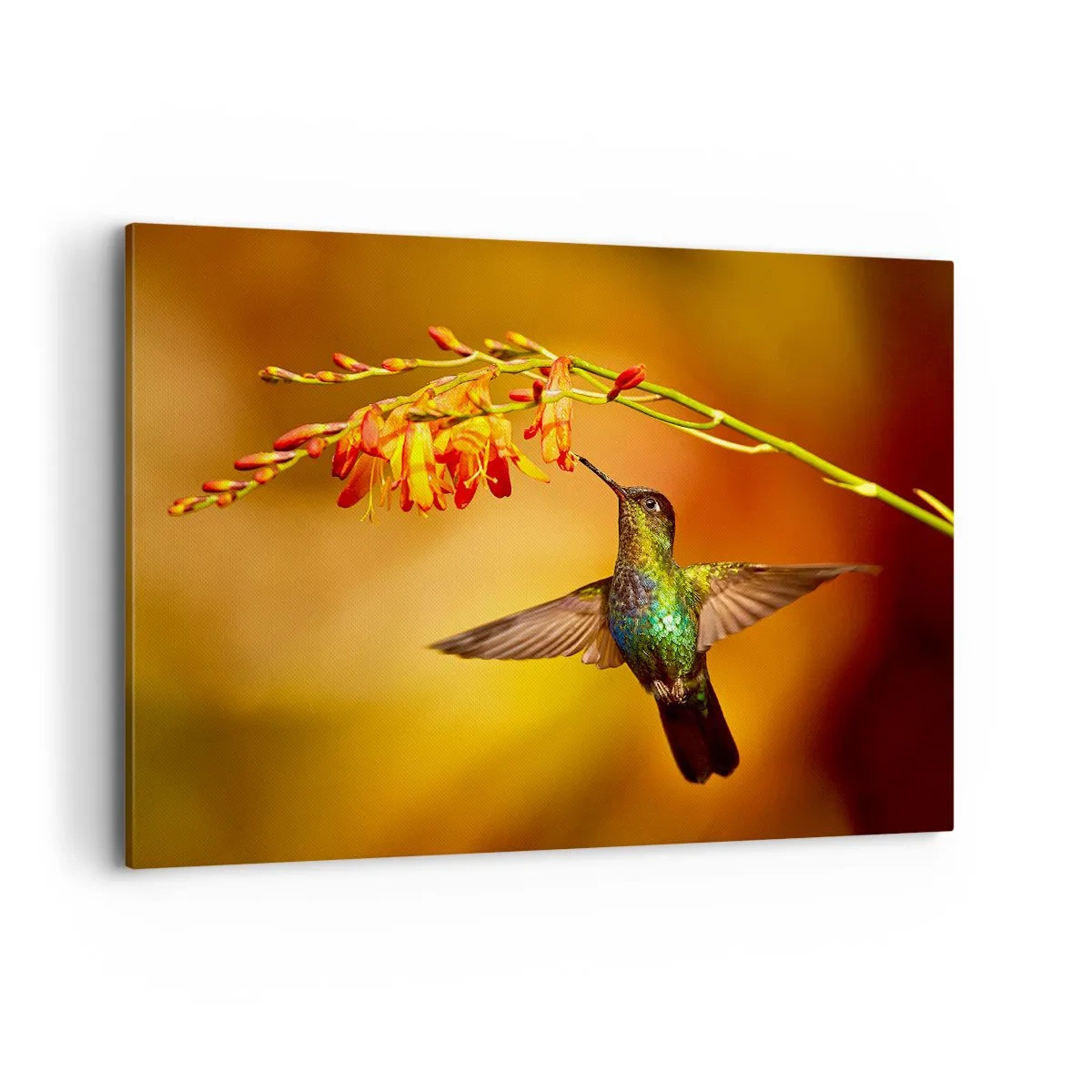 Quadro su tela - Stampe su Tela - Colibrì vicino a un fiore nella calda luce - 120x80cm - Messaggero di luce secondo i Maya - Decorazione murale moderna per soggiorno e camera da letto ARTTOR