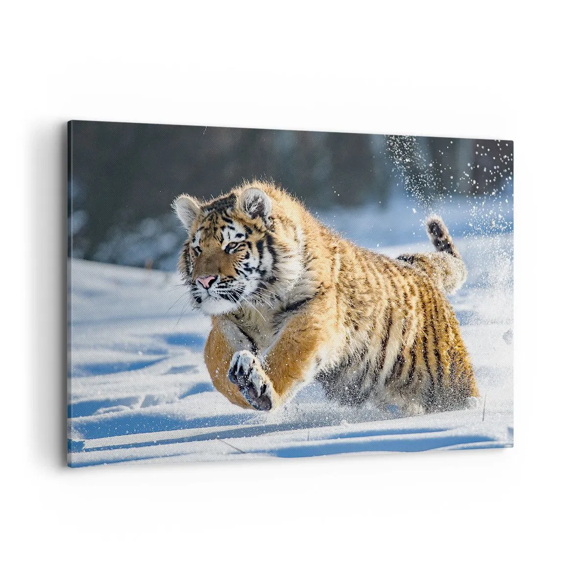 Quadro su tela - Stampe su Tela - Una tigre siberiana che corre in un paesaggio innevato - 100x70cm - La dea della taiga siberiana - Decorazione murale moderna per soggiorno e camera da letto ARTTOR