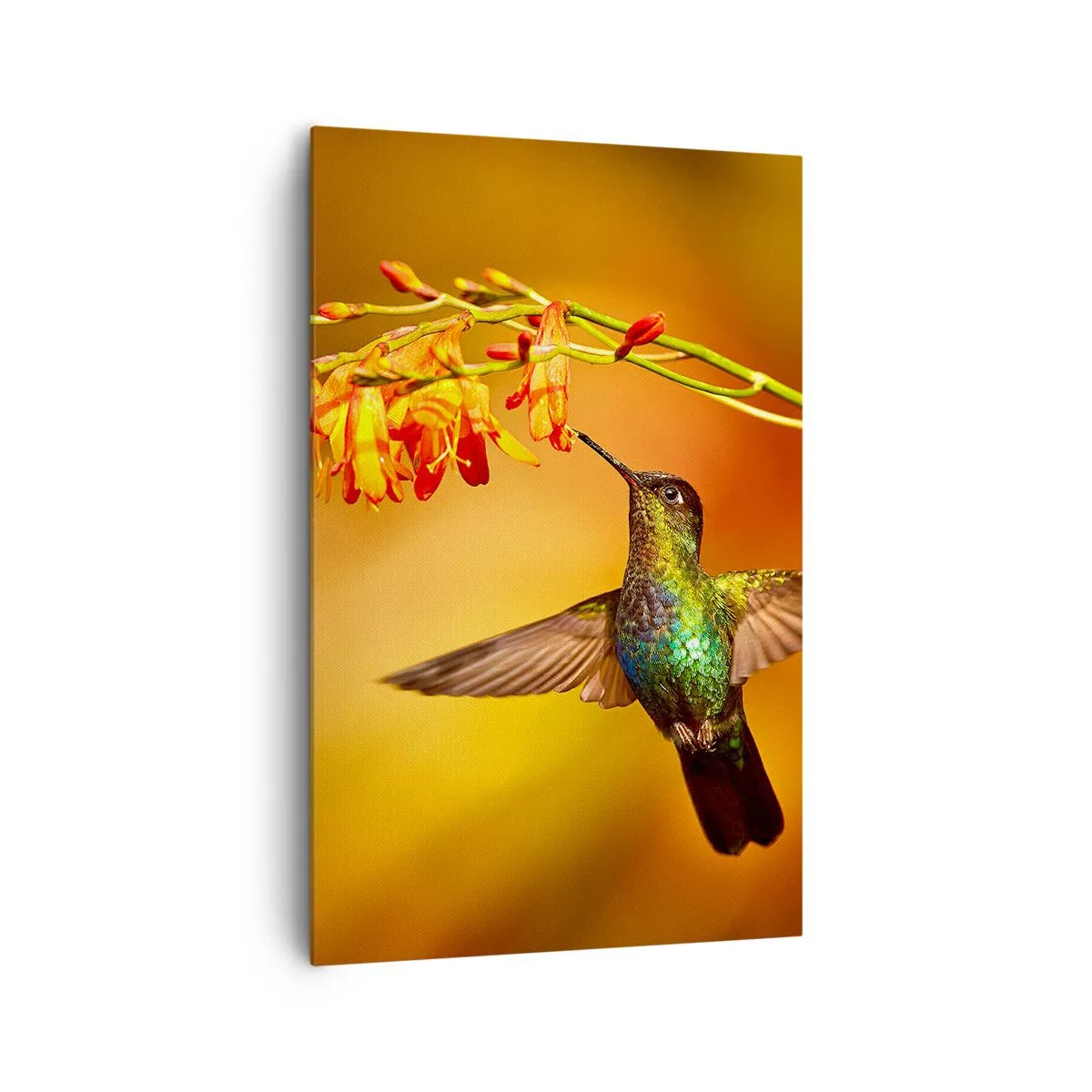 Quadro su tela - Stampe su Tela - Colibrì vicino a un fiore nella calda luce - 80x120cm - Messaggero di luce secondo i Maya - Decorazione murale moderna per soggiorno e camera da letto ARTTOR