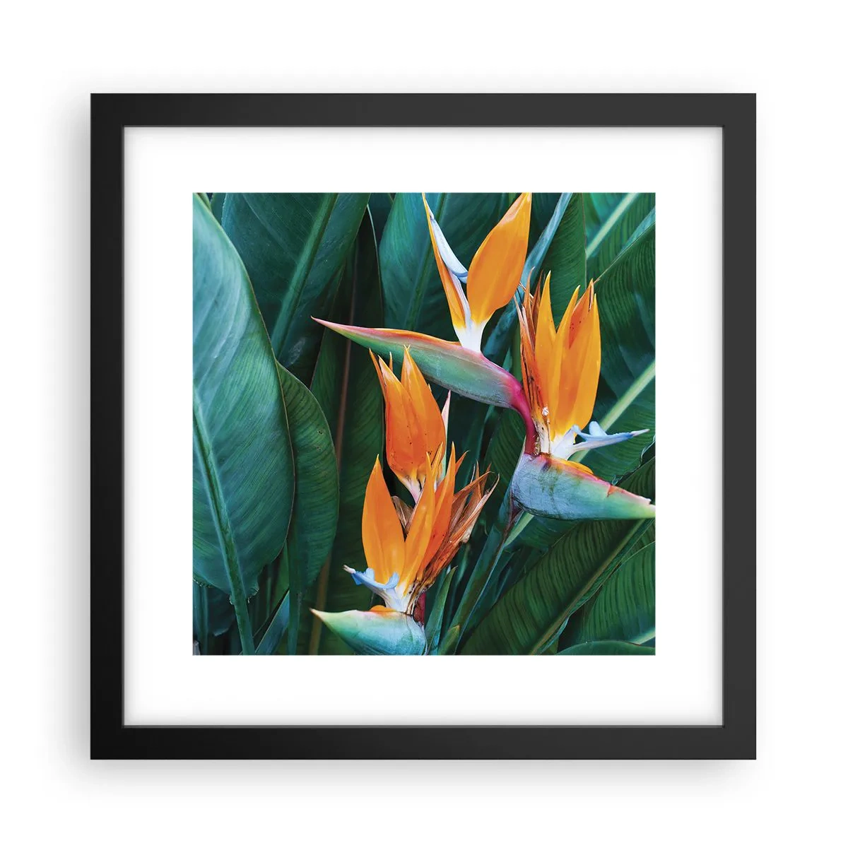 Poster in cornice nera - È un fiore o un uccello? - 30x30 cm