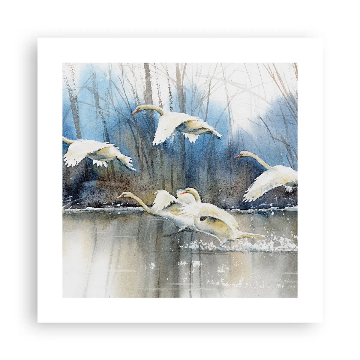 Poster - Come la favola dei cigni selvatici - 40x40 cm