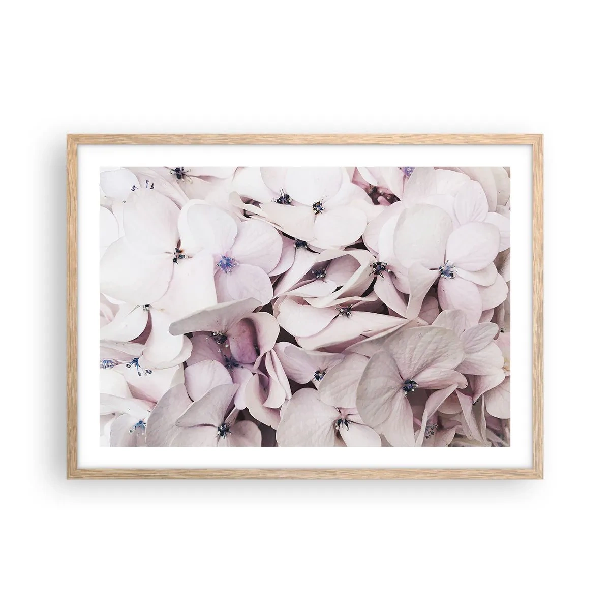 Poster in cornice rovere chiaro - Un'alluvione di fiori - 70x50 cm