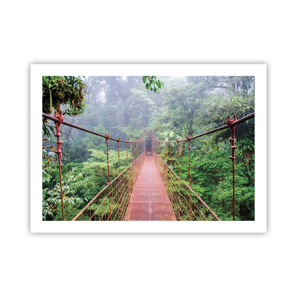 Poster - Sospeso sopra gli alberi - 70x50 cm