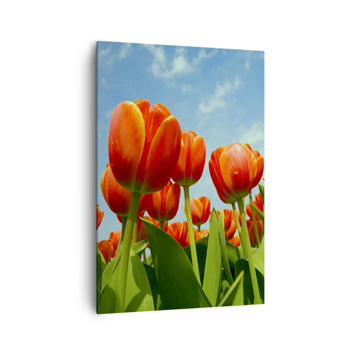 Quadro su tela - Stampe su Tela - Un campo di tulipani rossi e arancioni contro un cielo blu - 70x100cm - A loro non serve nulla oltre al cielo azzurro - Decorazione murale moderna per soggiorno e camera da letto ARTTOR