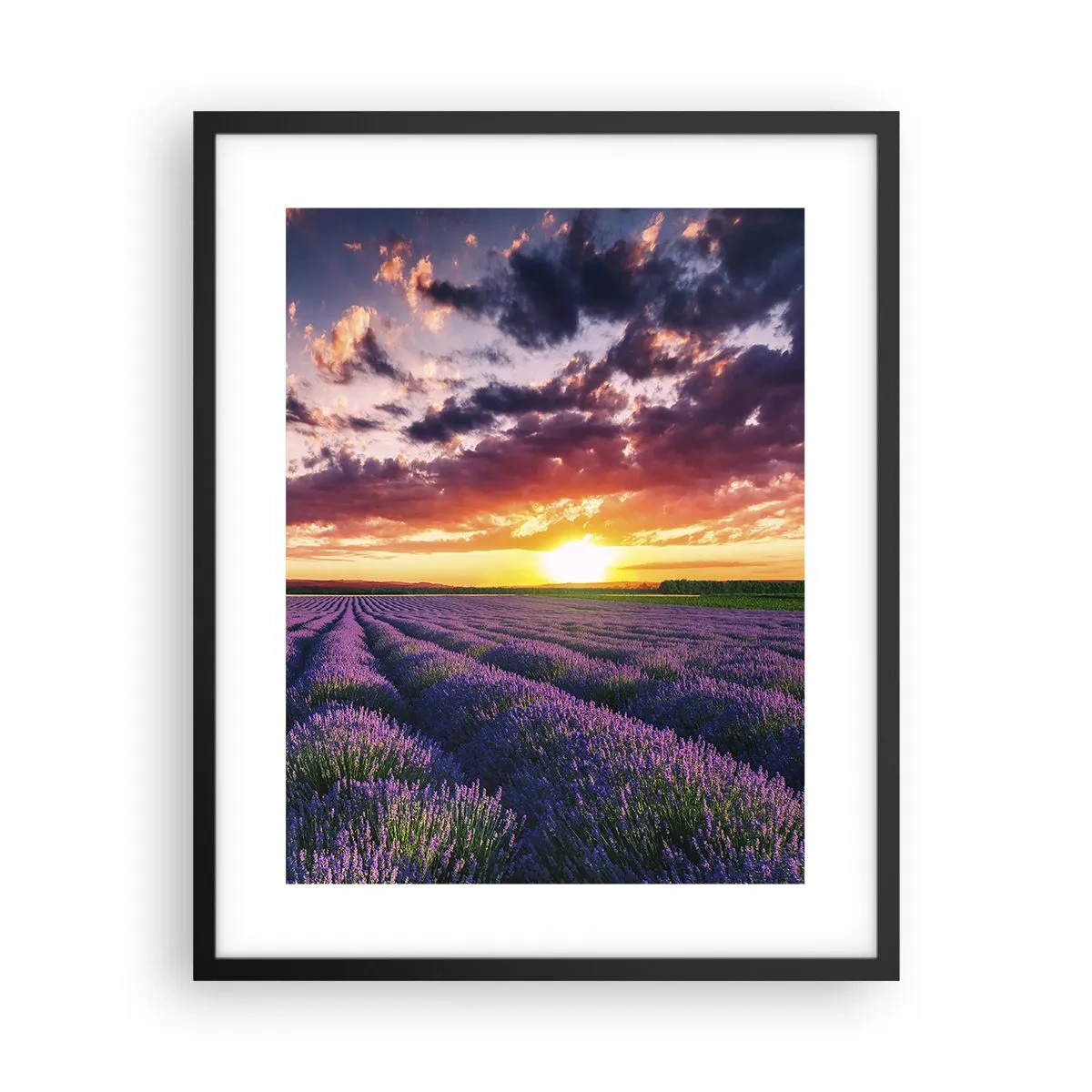 Poster in cornice nera - Il mondo della lavanda - 40x50 cm