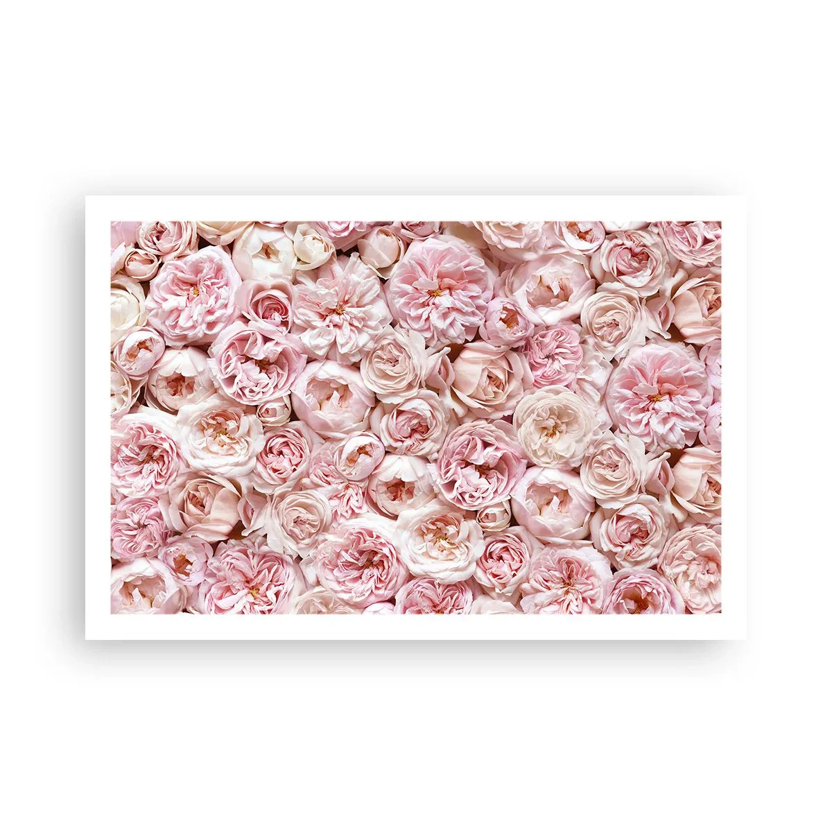 Poster - Coperto di rose - 91x61 cm