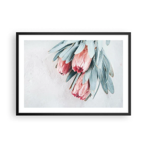 Poster in cornice nera - Delicati fiori di protea rosa su uno sfondo chiaro - 70x50cm - Imbarazzati per la propria bellezza - Decorazione murale moderna per soggiorno e camera da letto ARTTOR