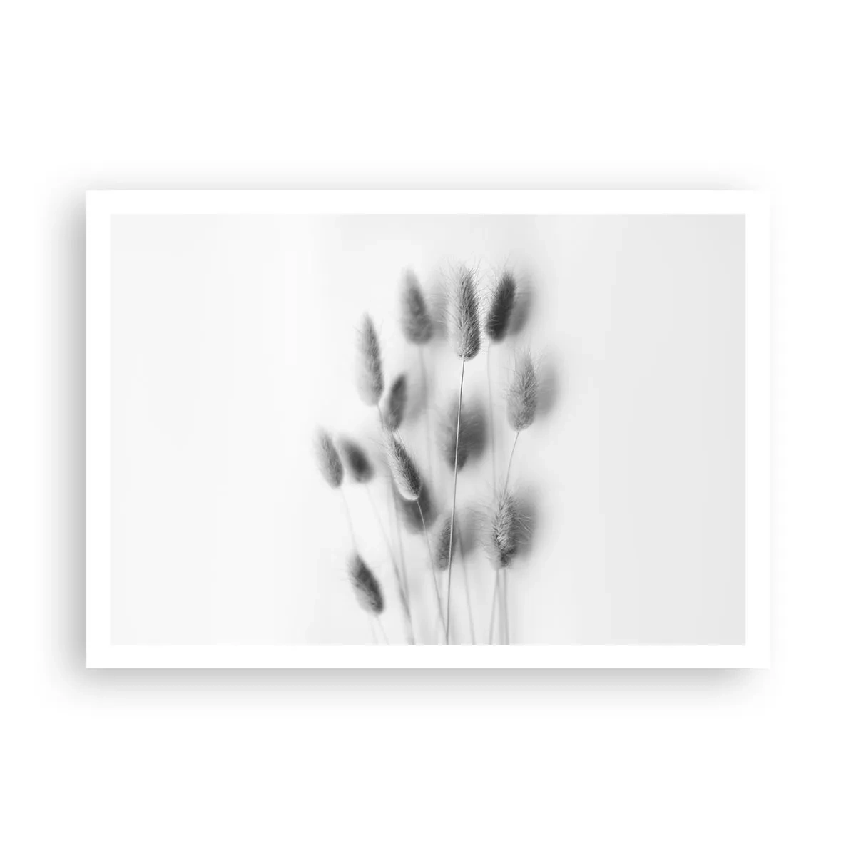 Poster - Erbe delicate in tonalità di grigio su sfondo bianco - 100x70cm - Erba soffice - Decorazione murale moderna per soggiorno e camera da letto ARTTOR