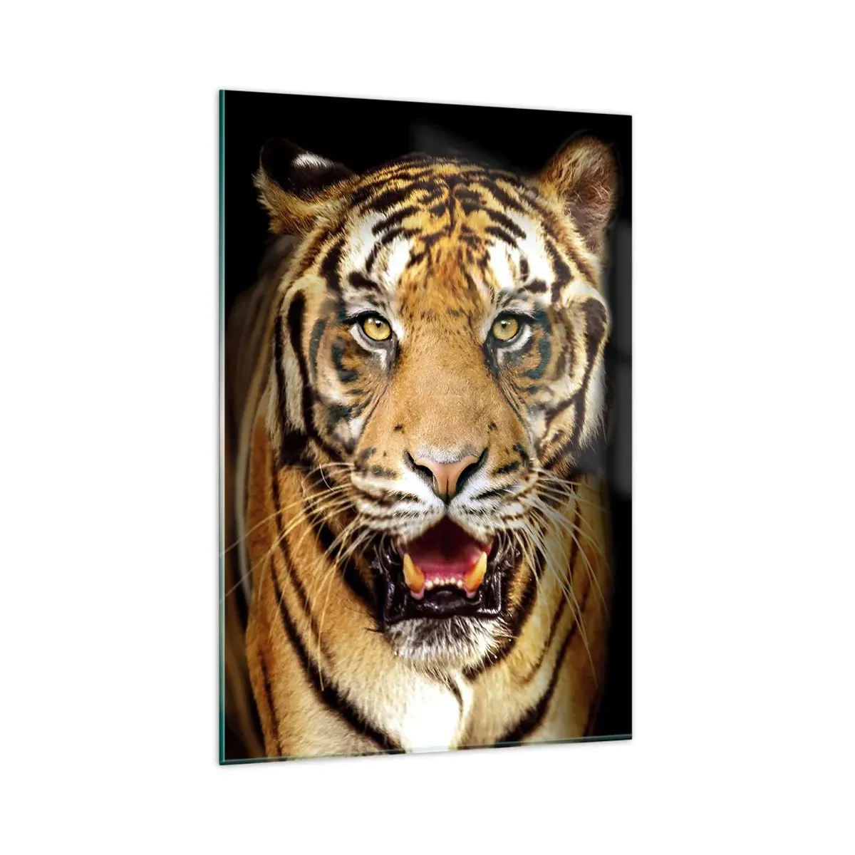 Quadro su vetro - Una tigre con la bocca aperta su uno sfondo nero - 80x120cm - Cuore selvatico - Decorazione murale moderna per soggiorno e camera da letto ARTTOR