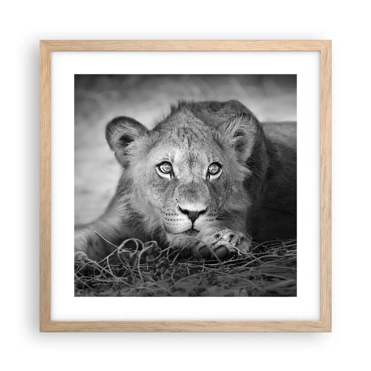 Poster in cornice rovere chiaro - Cucciolo reale - 40x40 cm