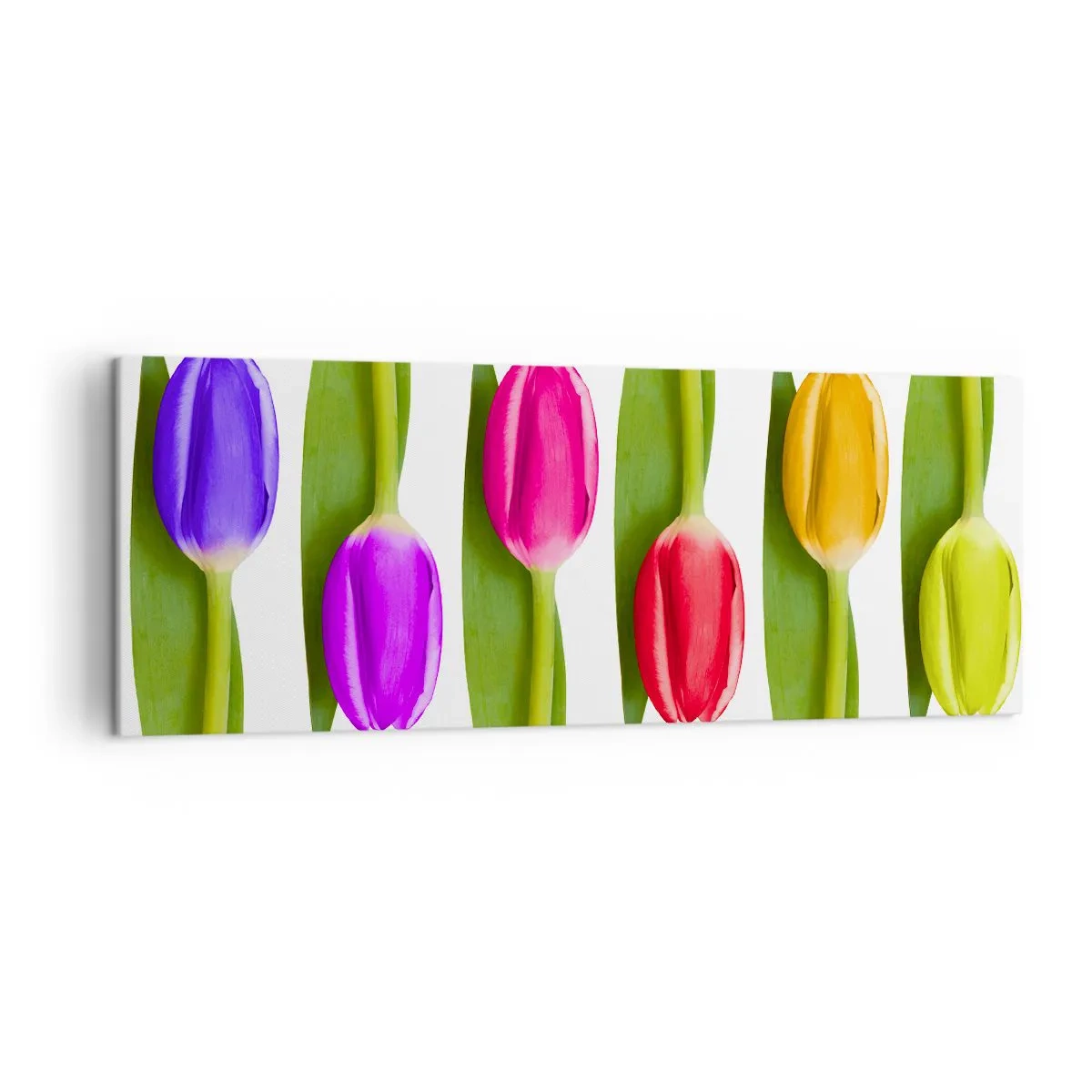 Quadro su tela - Stampe su Tela - Tulipani multicolori disposti in fila su uno sfondo bianco - 140x50cm - Composizione arcobaleno - Decorazione murale moderna per soggiorno e camera da letto ARTTOR