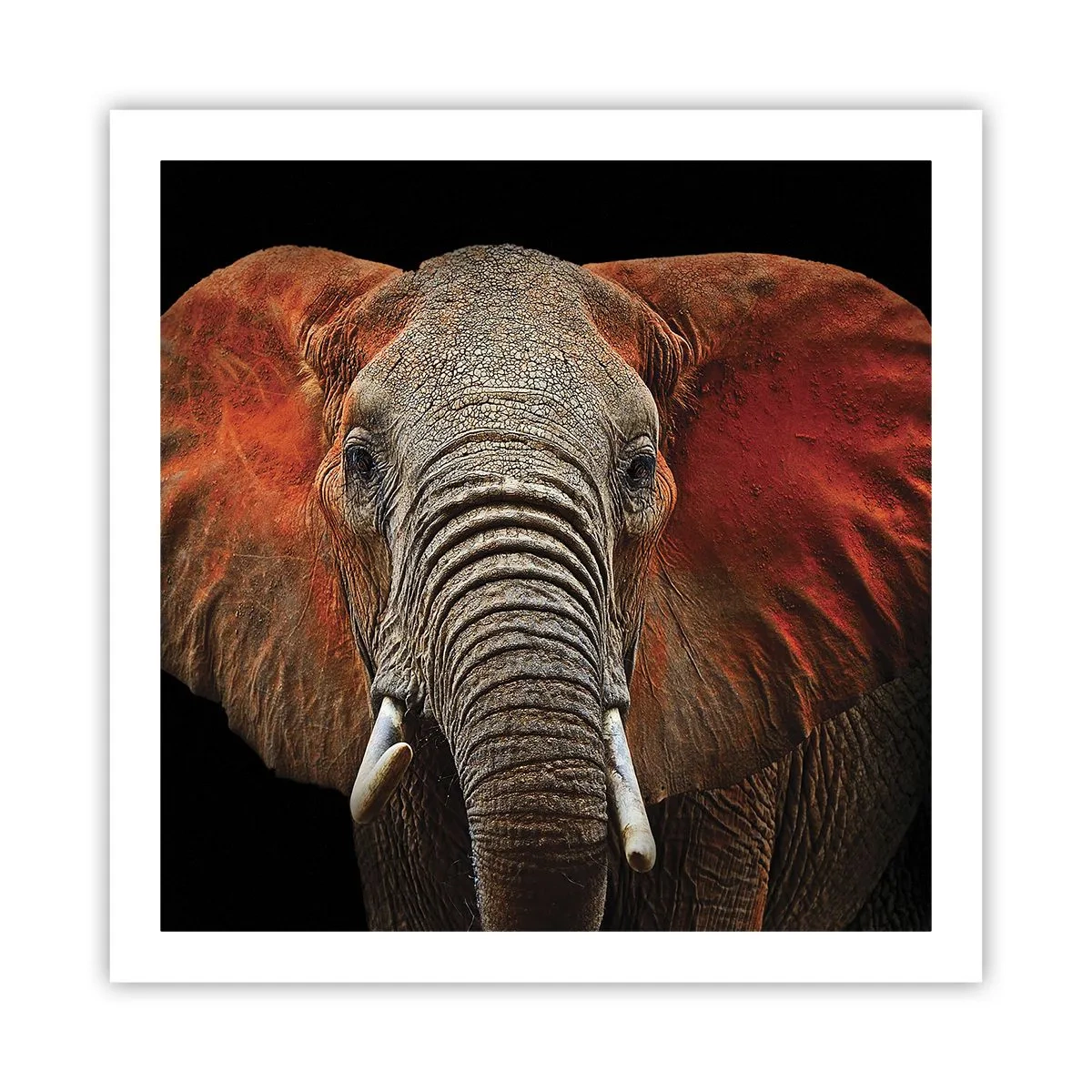 Poster - Sono selvaggio e tu? - 60x60 cm