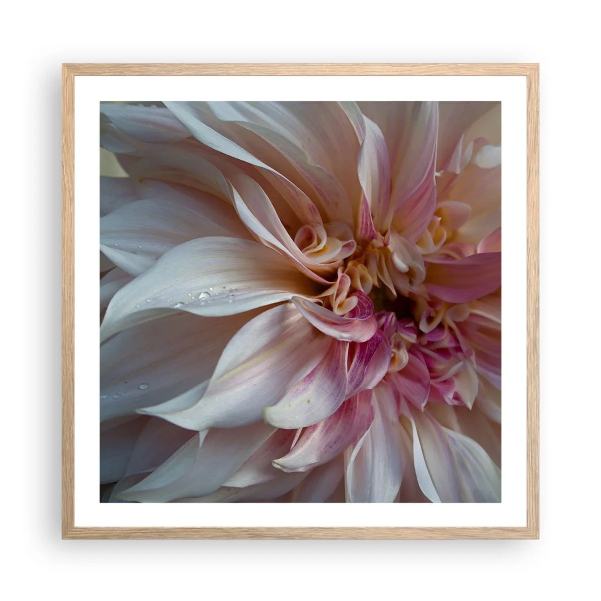 Poster in cornice rovere chiaro - Freschezza in fiore - 60x60 cm