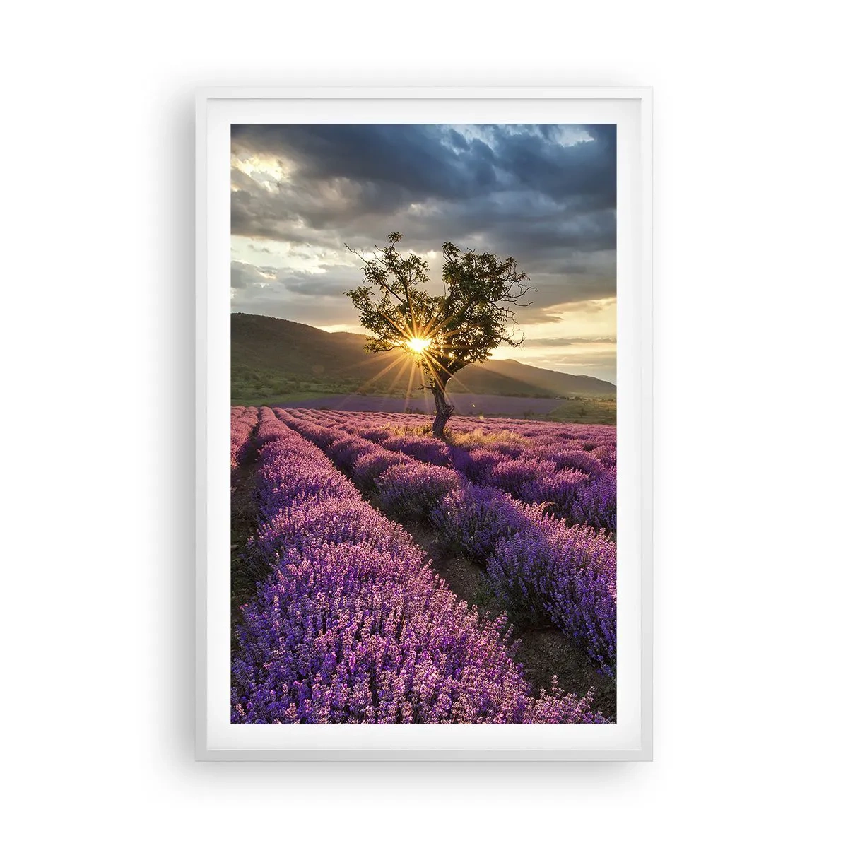 Poster in cornice bianca - Aroma di colore lilla - 61x91 cm