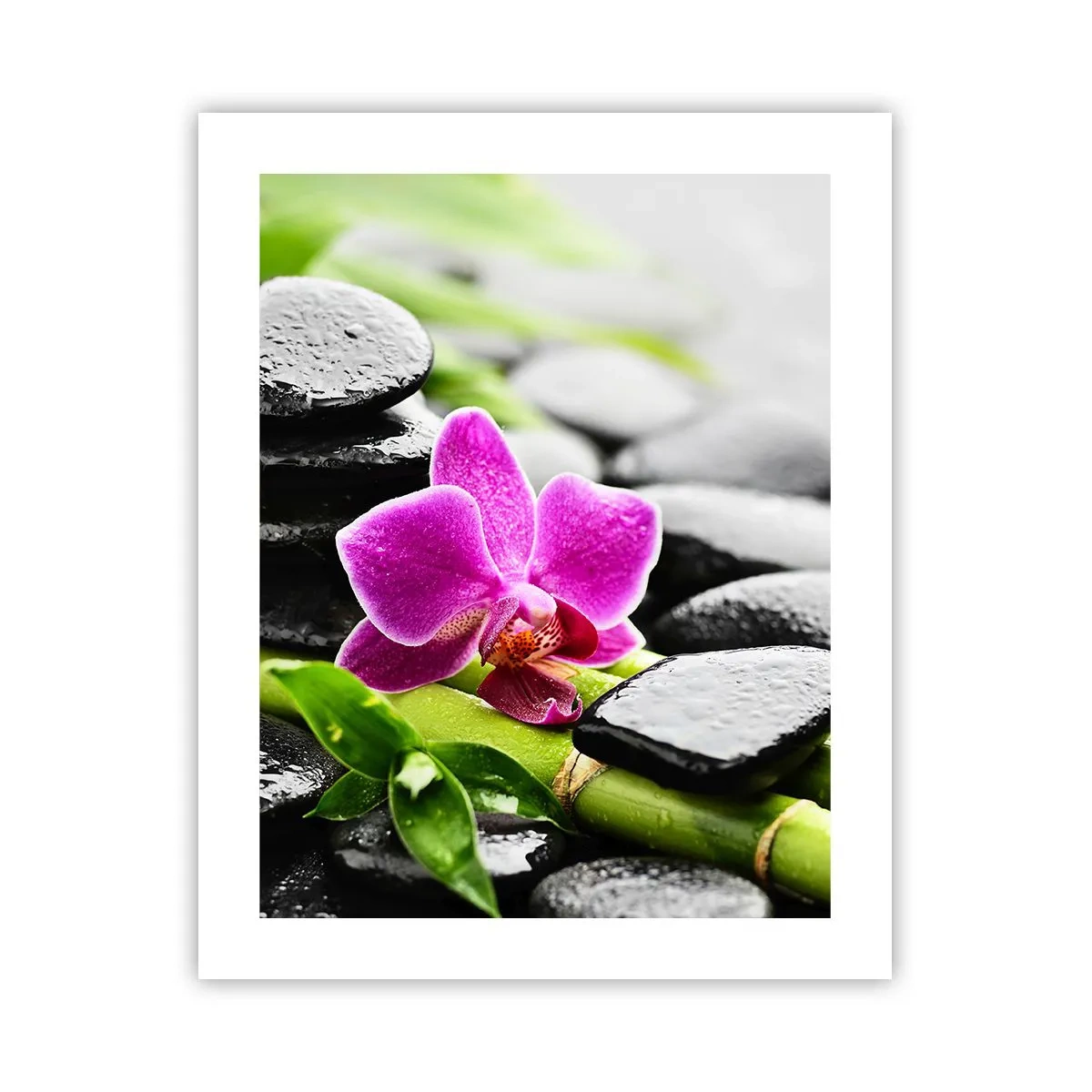 Poster - Un tranquillo equilibrio - 40x50 cm