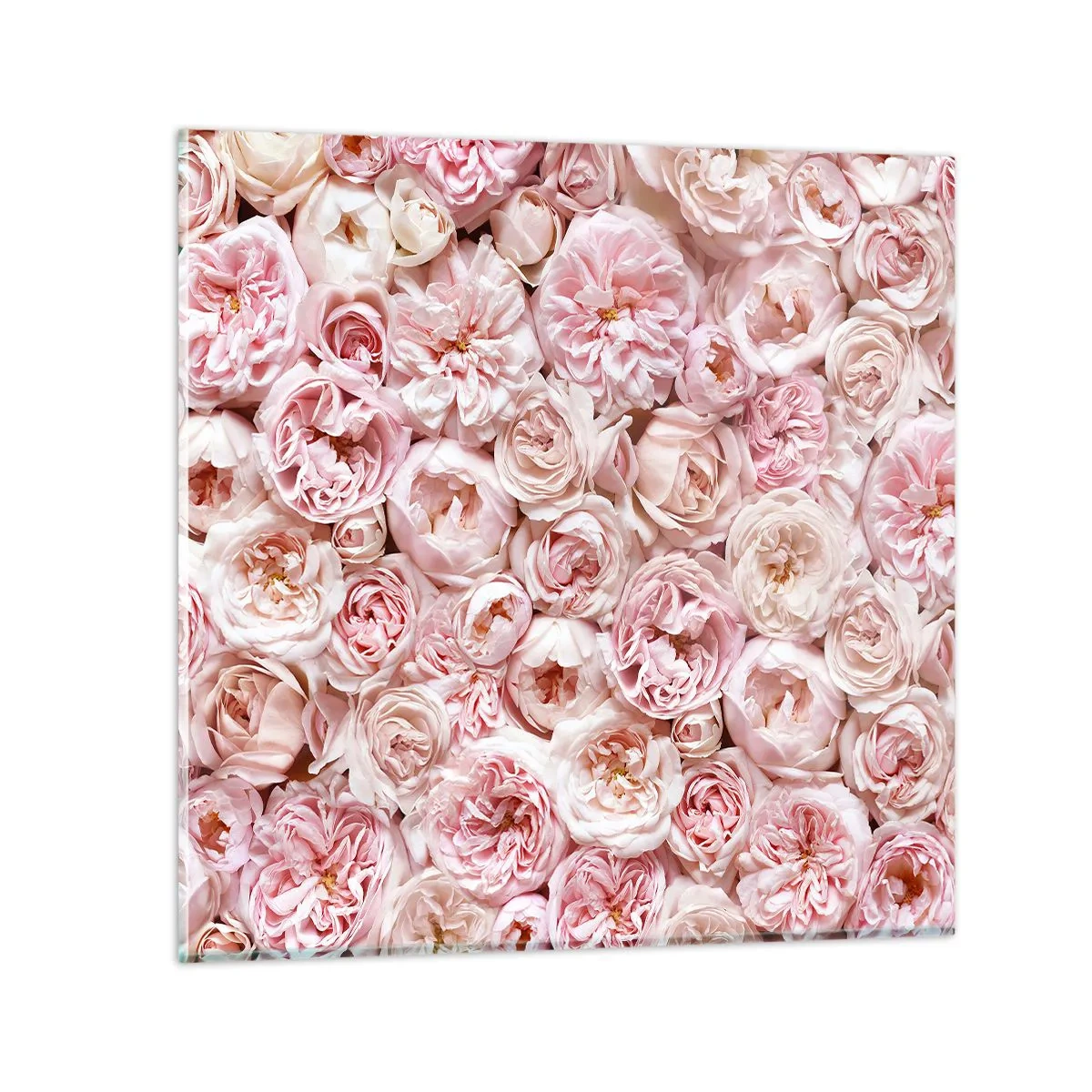 Quadro su vetro - Coperto di rose - 30x30 cm