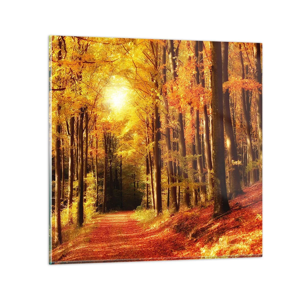 Quadro su vetro - Autunno dorato nella via nel bosco - 70x70 cm