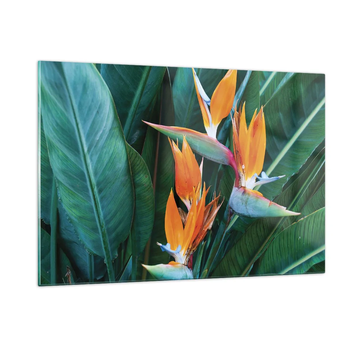 Quadro su vetro - Fiori esotici di strelitzia tra grandi foglie verdi - 120x80cm - È un fiore o un uccello? - Decorazione murale moderna per soggiorno e camera da letto ARTTOR