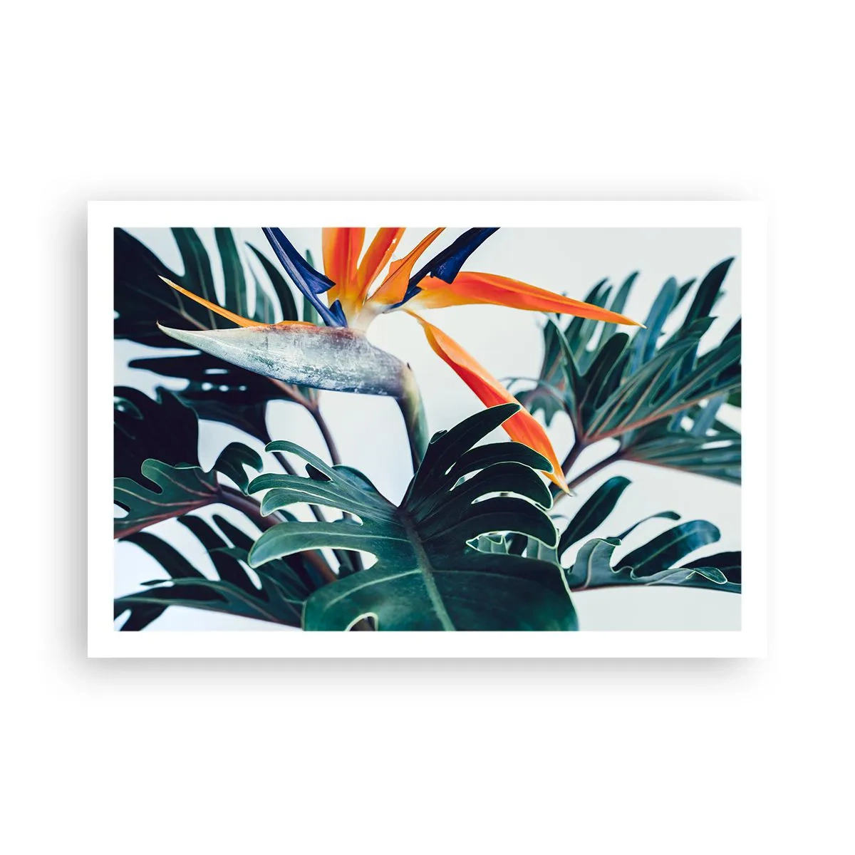 Poster - Pianta uccello - 91x61 cm