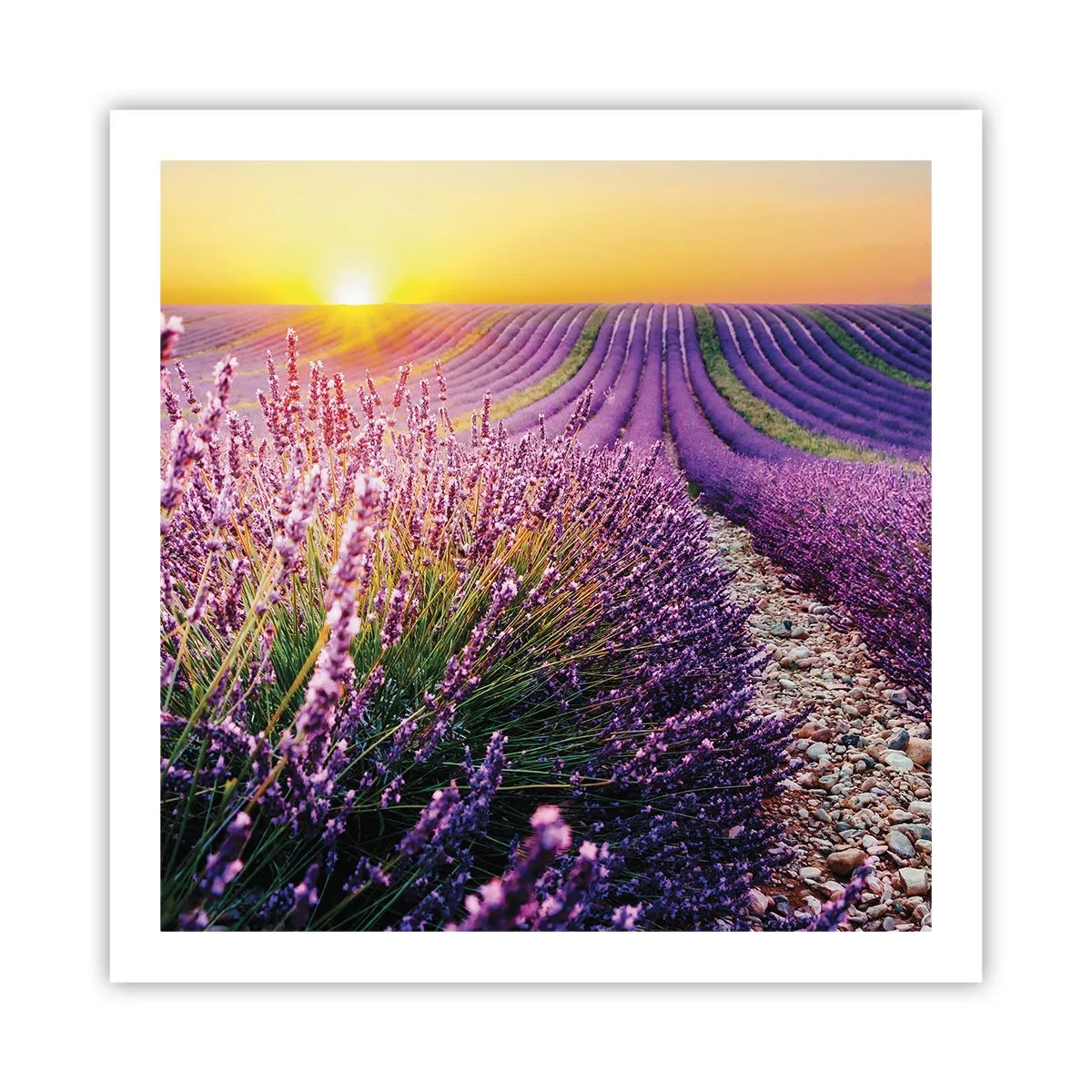 Poster - Campo profumato - 60x60 cm