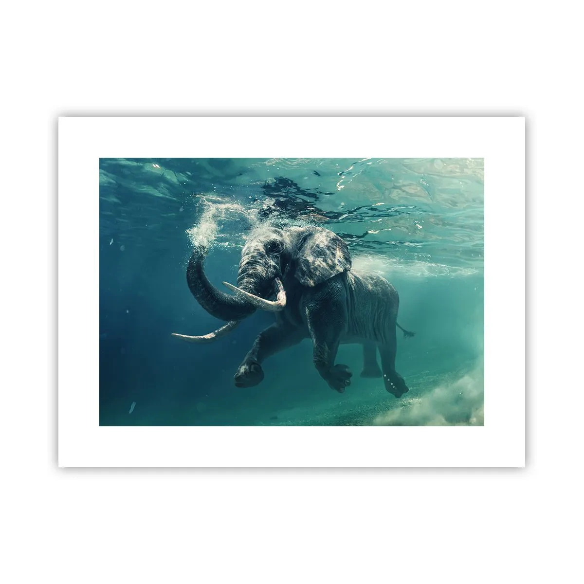 Poster - Tutti amano nuotare - 40x30 cm