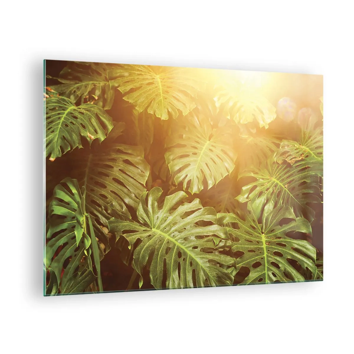 Quadro su vetro - Foglie verdi di monstera nella luce dorata del sole tropicale - 70x50cm - Entrando nel verde... - Decorazione murale moderna per soggiorno e camera da letto ARTTOR