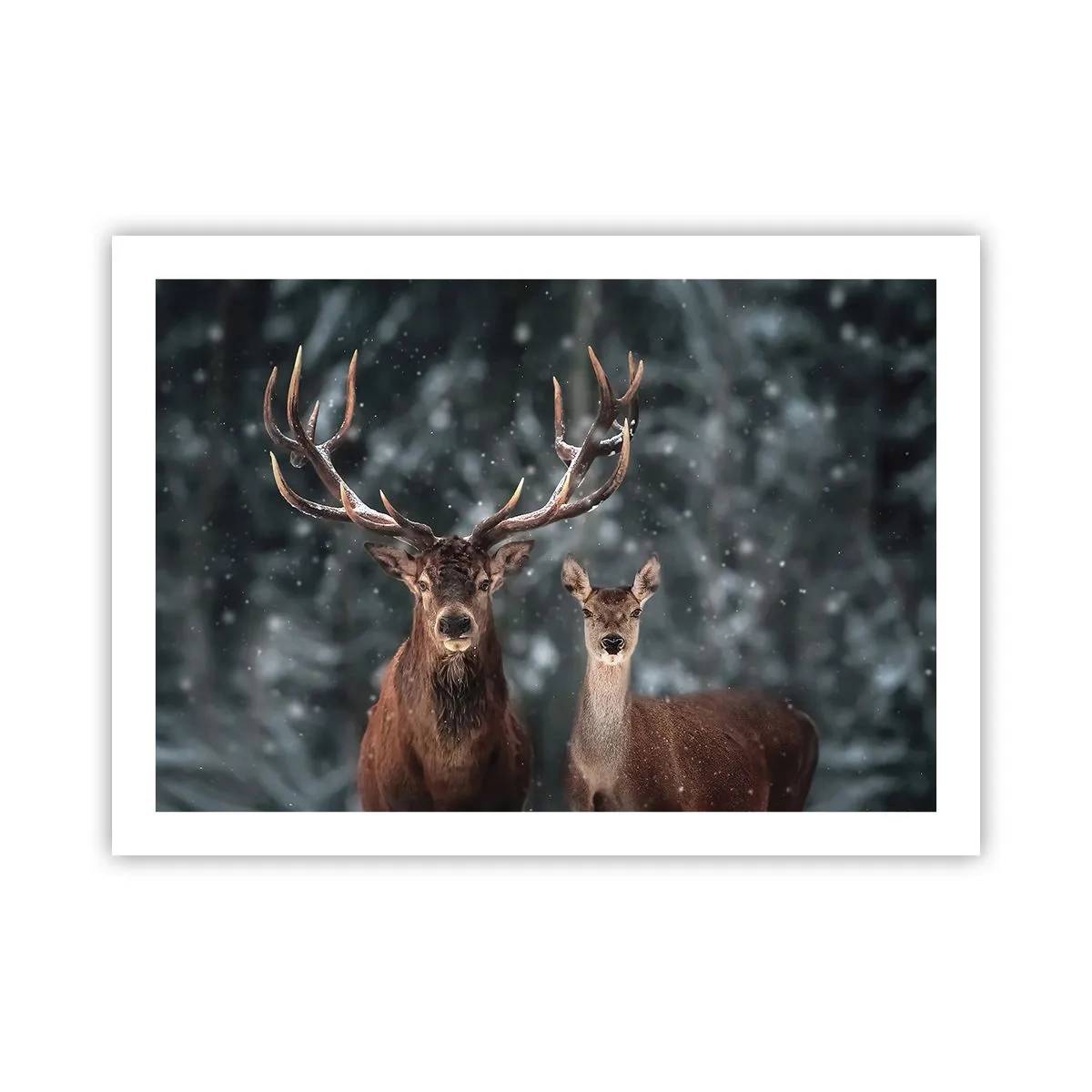 Poster - Il re della foresta con la consorte - 70x50 cm