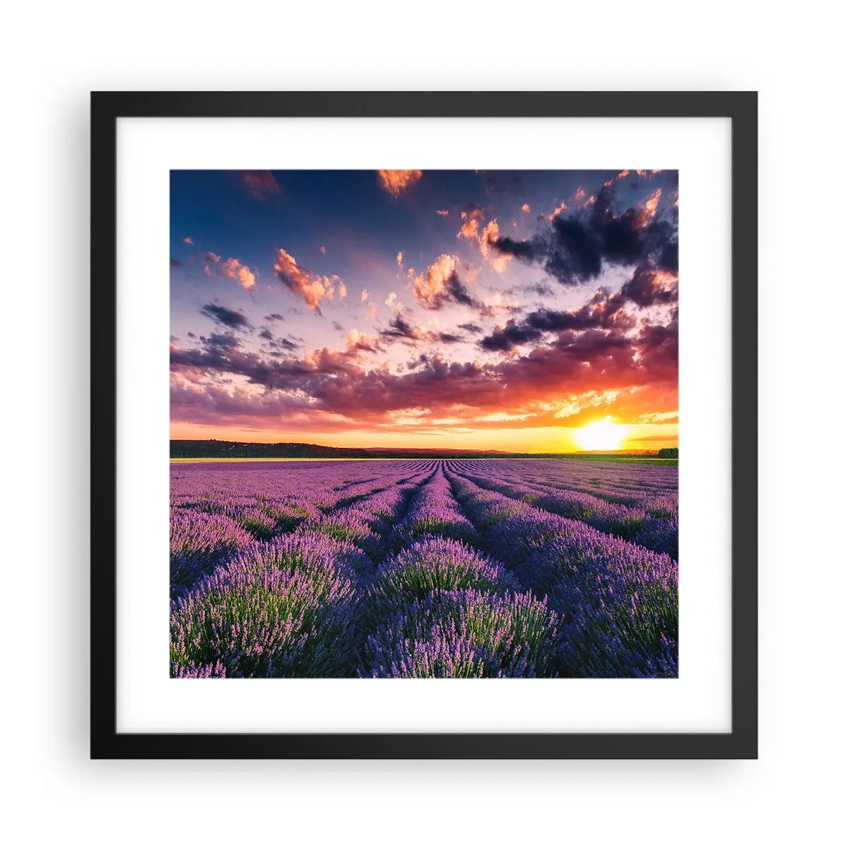 Poster in cornice nera - Il mondo della lavanda - 40x40 cm