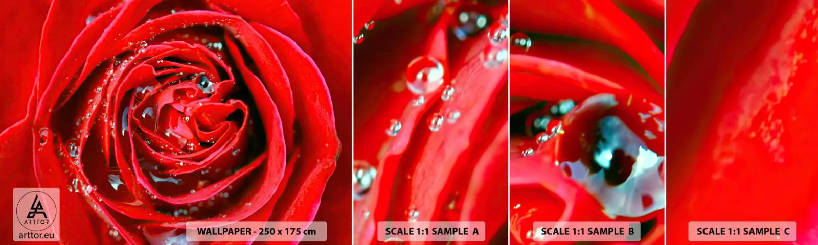 Campione Di Fotomurale Standard Eco - Nelle gocce della rugiada - Fiori, Rosa rossa, Amore - 100x30 cm