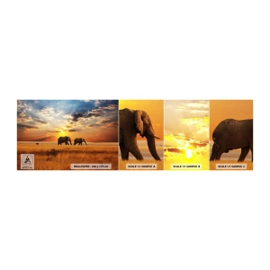 Campione di Fotomurale Adesivo Deluxe Sticker - Passeggiata familiare - Animali, Africa, Elefante - 100x30 cm