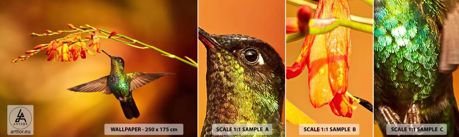 Campione Di Fotomurale Standard Eco - Messaggero di luce secondo i Maya - Colibrì, Uccello, Natura - 100x30 cm