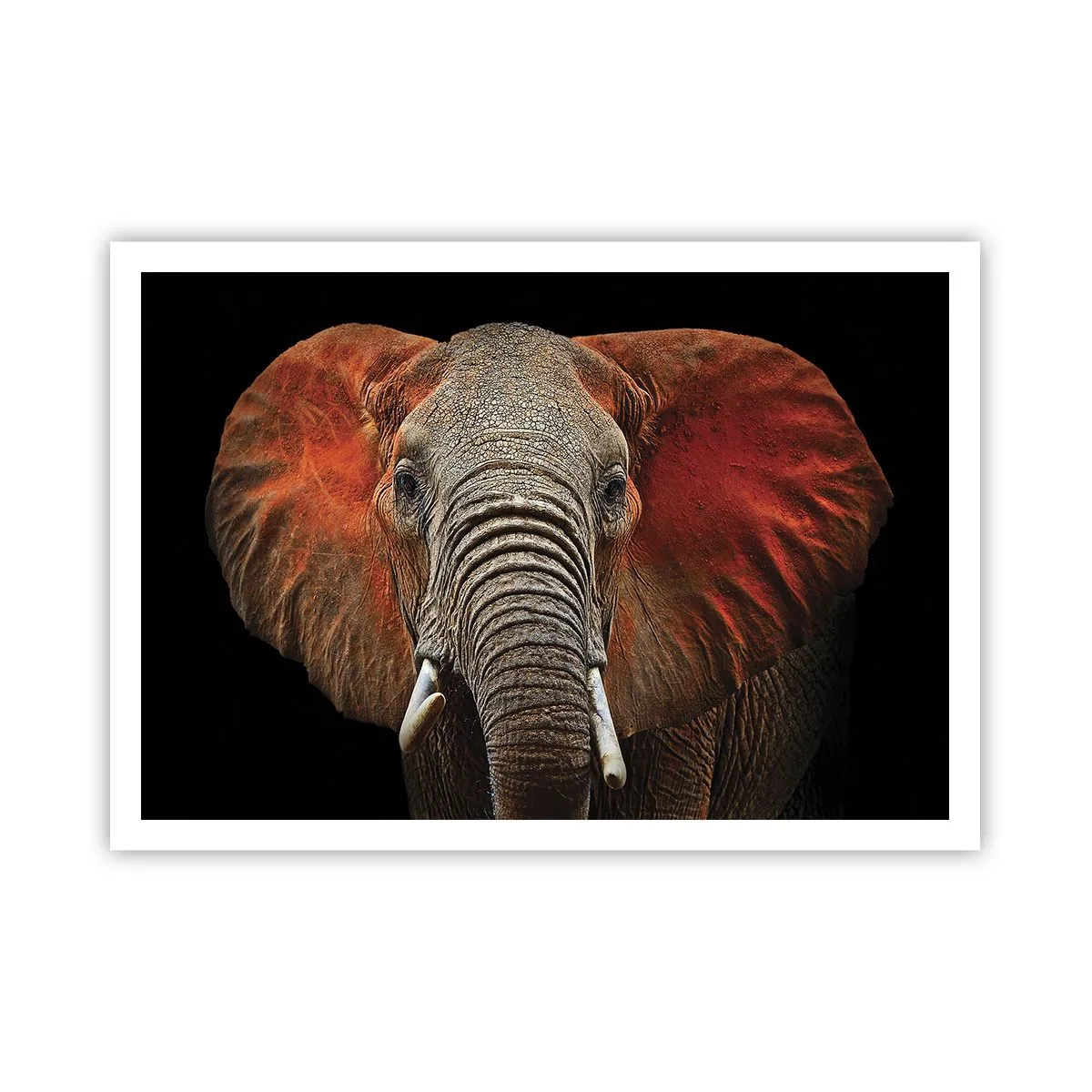 Poster - Ritratto di un elefante su sfondo nero - 100x70cm - Sono selvaggio e tu? - Decorazione murale moderna per soggiorno e camera da letto ARTTOR