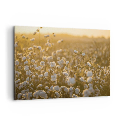 Quadro su tela - Stampe su Tela - Un campo di cotone nella calda luce del sole al tramonto - 100x70cm - Campo di morbidezza - Decorazione murale moderna per soggiorno e camera da letto ARTTOR
