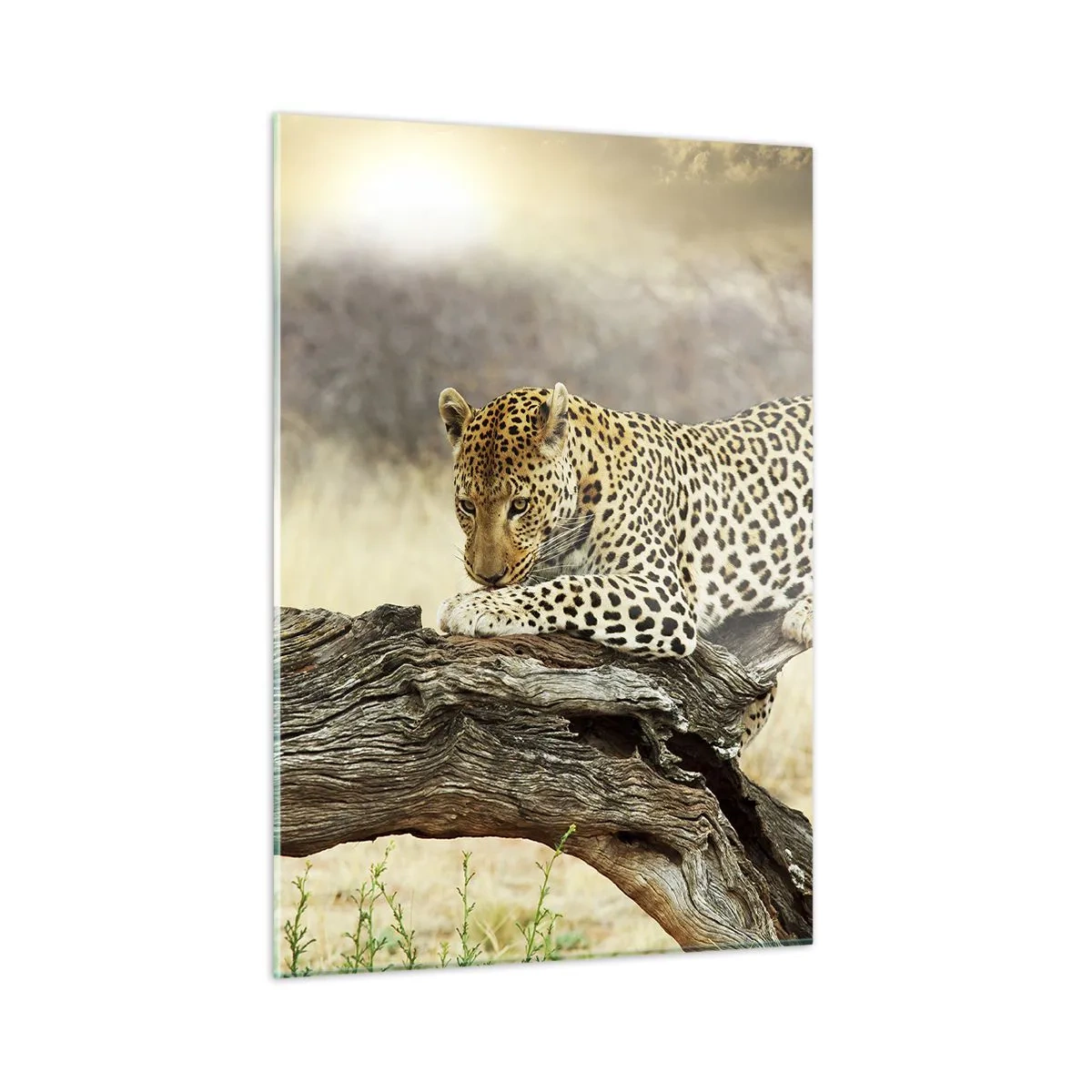 Quadro su vetro - Un leopardo che riposa su un ramo di legno - 50x70cm - Vado per la mia strada - Decorazione murale moderna per soggiorno e camera da letto ARTTOR