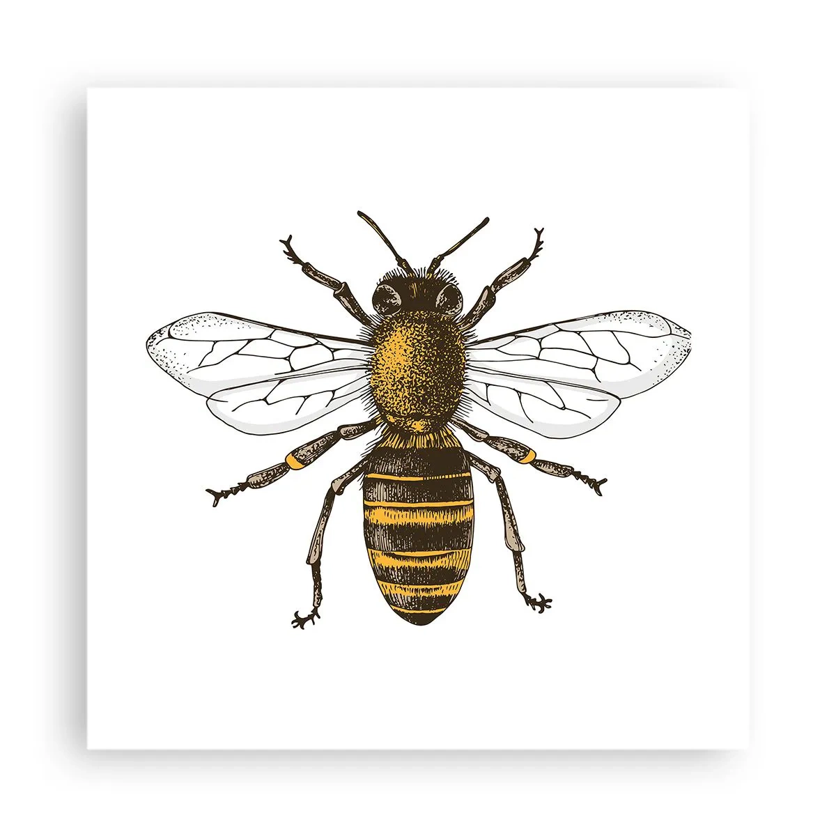 Poster - Bella e buona - 40x40 cm