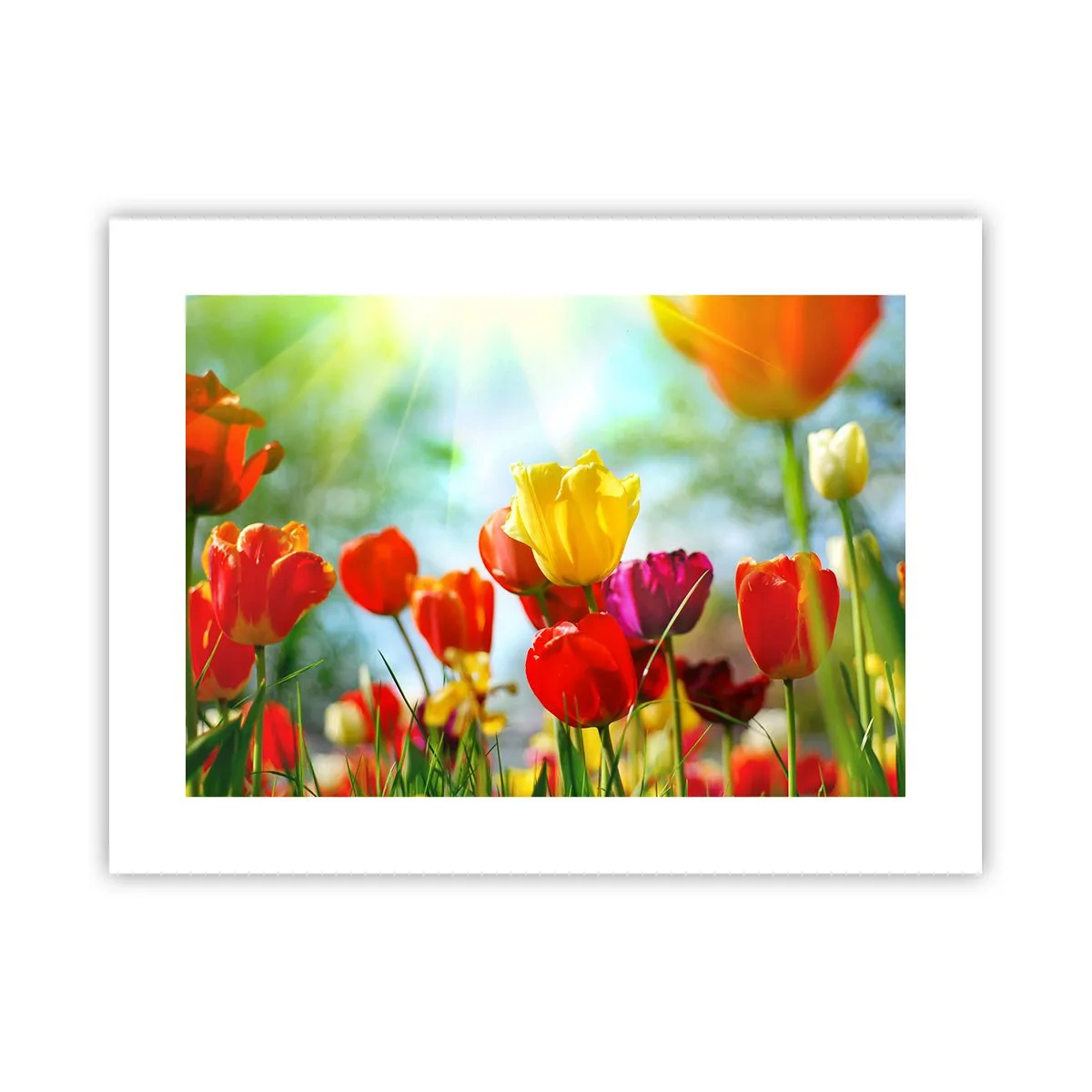 Poster - Tutti i colori del sole - 40x30 cm