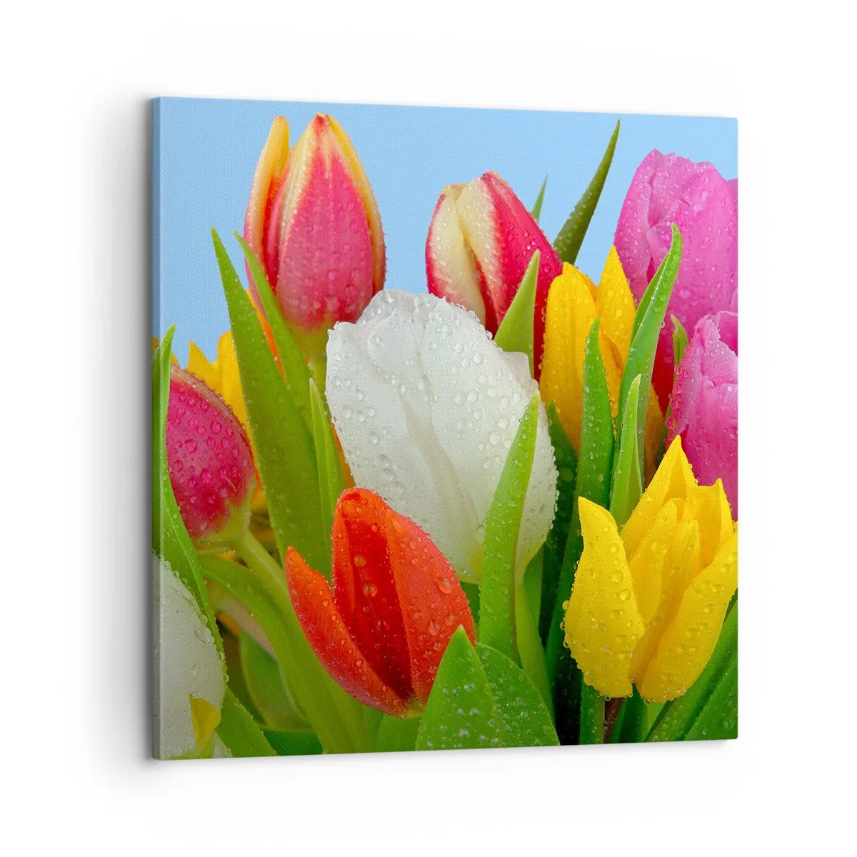 Quadro su tela - Stampe su Tela - Fiori multicolori nella rugiada - 60x60 cm