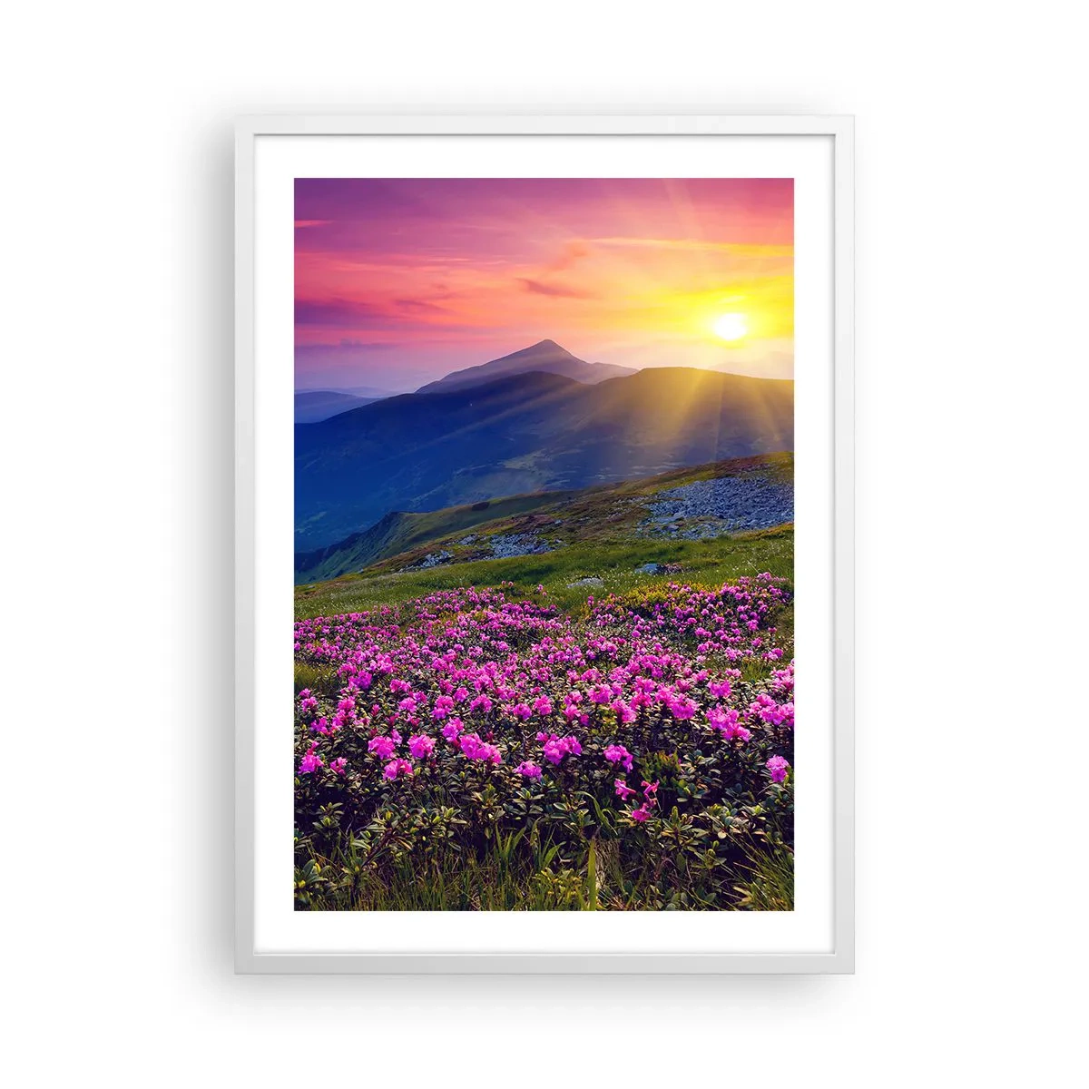 Poster in cornice bianca - Odore di mugo e profumo di erbe - 50x70 cm