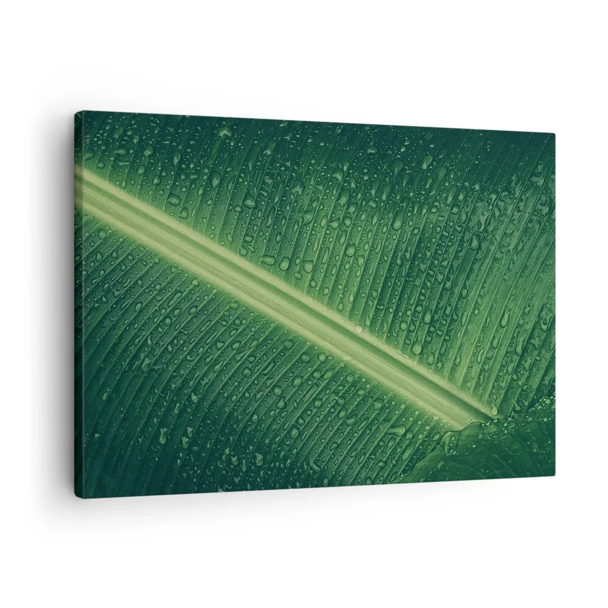 Quadro su tela - Stampe su Tela - Una foglia verde con gocce d'acqua sulla sua superficie - 70x50cm - La struttura del verde - Decorazione murale moderna per soggiorno e camera da letto ARTTOR