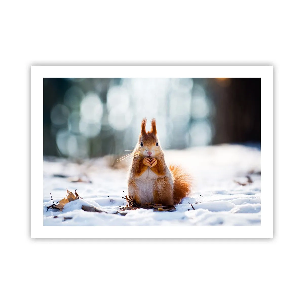 Poster - Che cosa guardi? - 70x50 cm