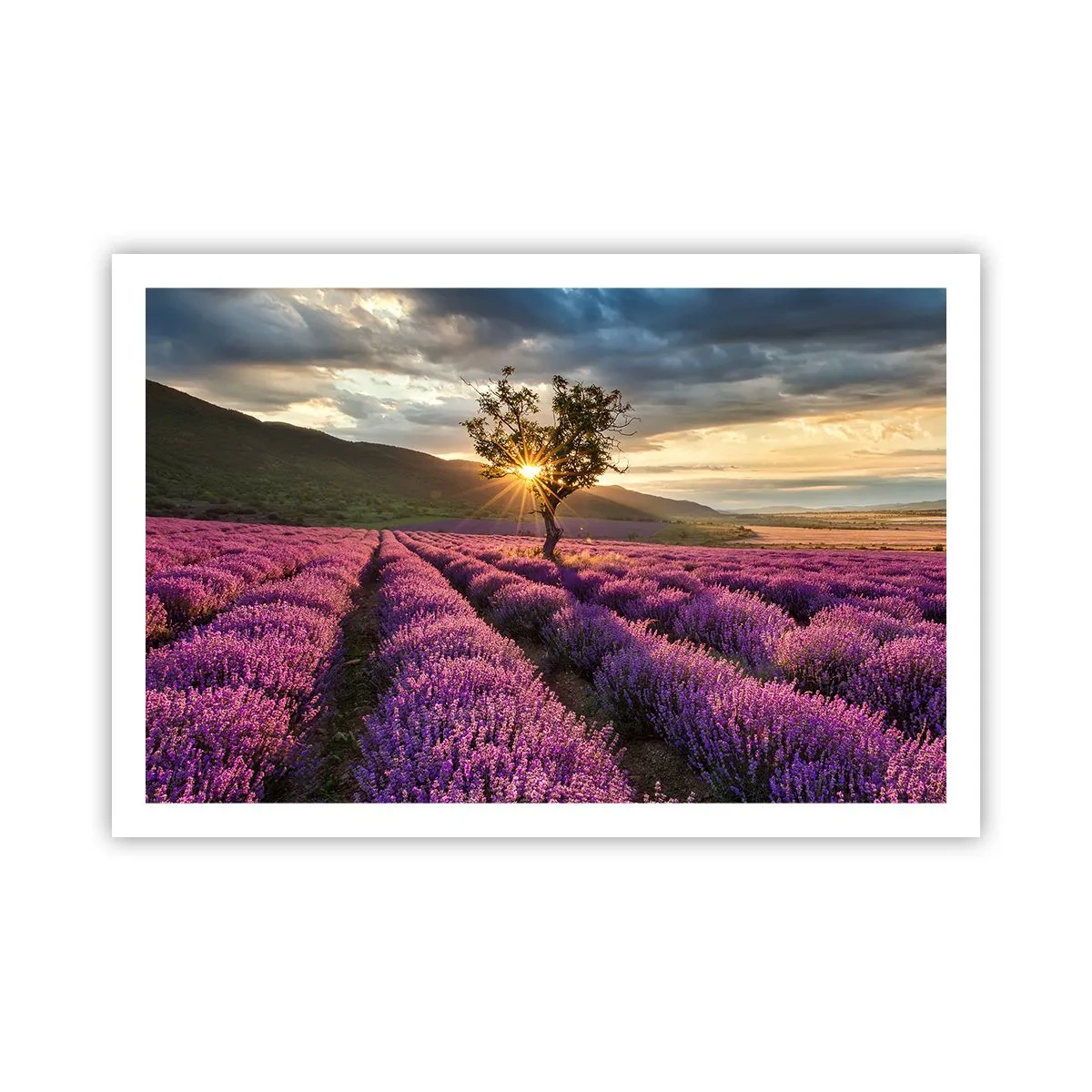 Poster - Aroma di colore lilla - 91x61 cm